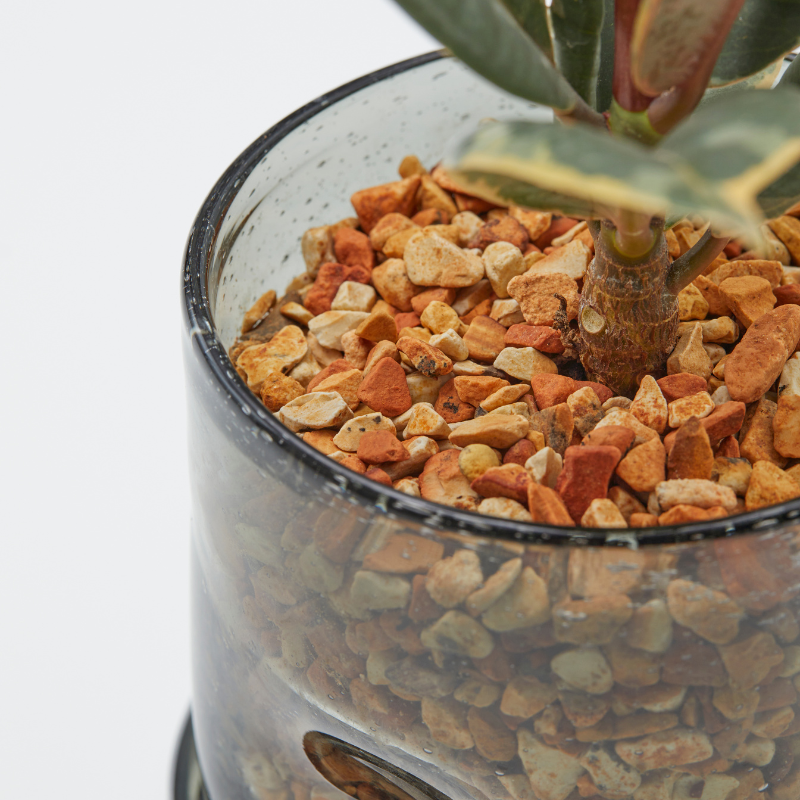 well plants ゼオライト フィカス・ルビー ナローグレイ(穴あき鉢／受皿付き)