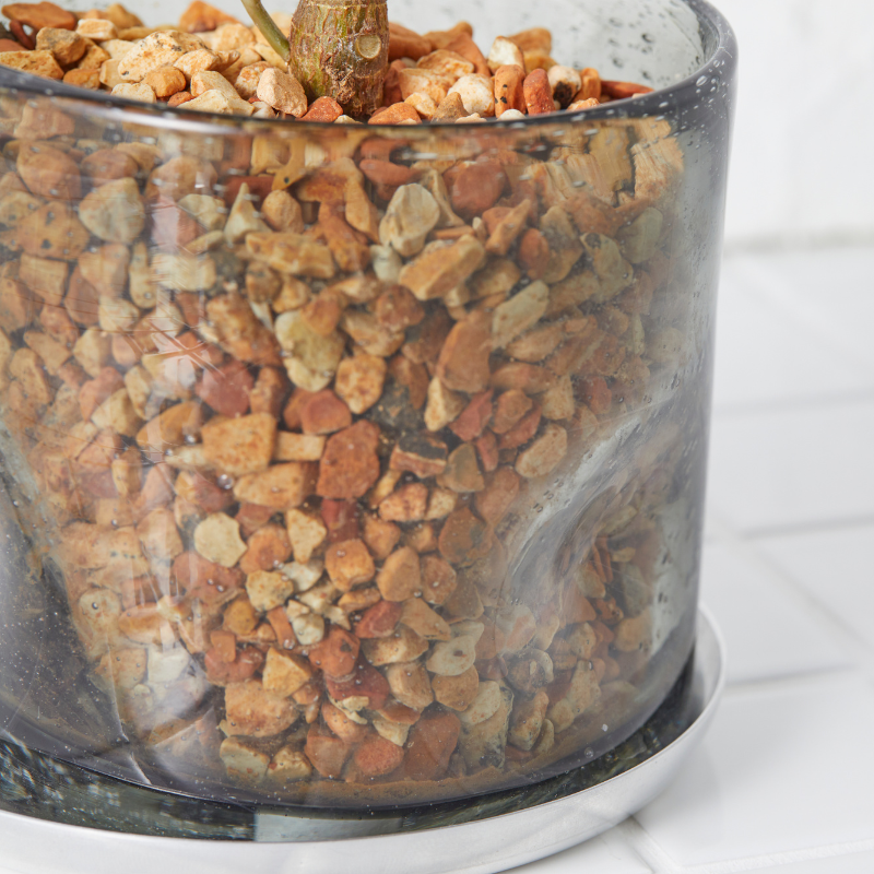 well plants ゼオライト フィカス・ルビー ナローグレイ(穴あき鉢／受皿付き)