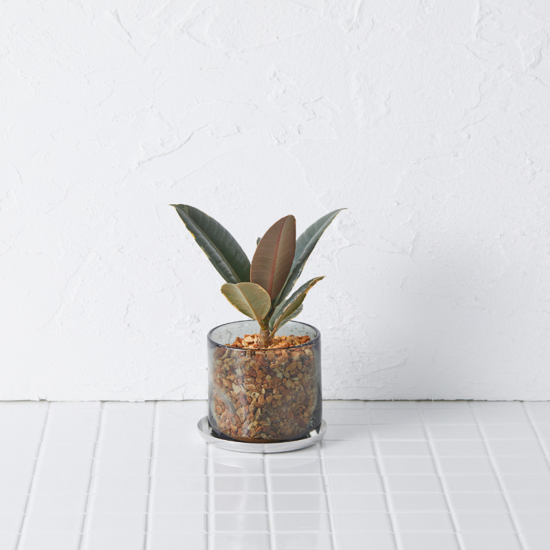 well plants ゼオライト フィカス・ルビー ナローグレイ(穴あき鉢／受皿付き)