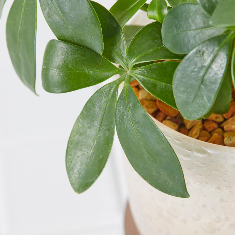 well plants ゼオライト シェフレラ ガラスアールピーチ(穴あき鉢／受皿付き)