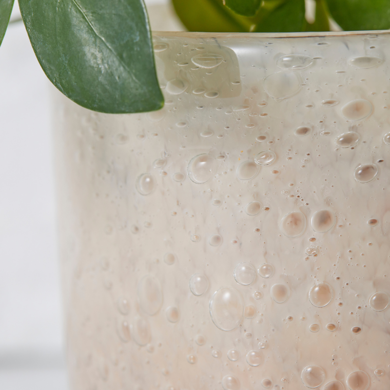 well plants ゼオライト シェフレラ ガラスアールピーチ(穴あき鉢／受皿付き)