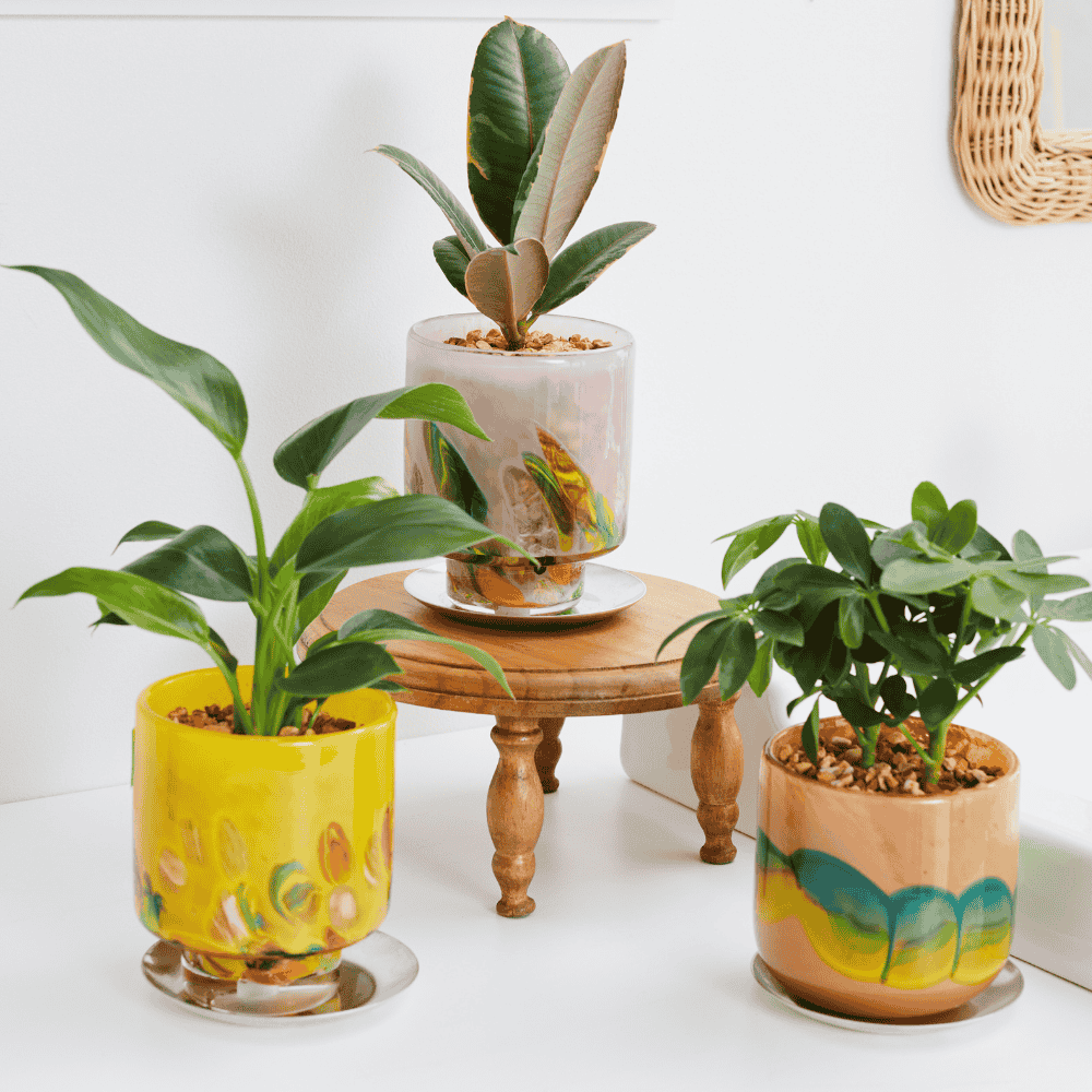 well plants ゼオライト シェフレラ ガラスアールピーチ(穴あき鉢／受皿付き)