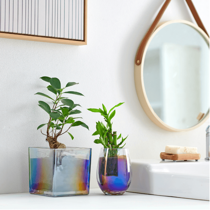 well plants シンゴニウム カップオーロラグラス