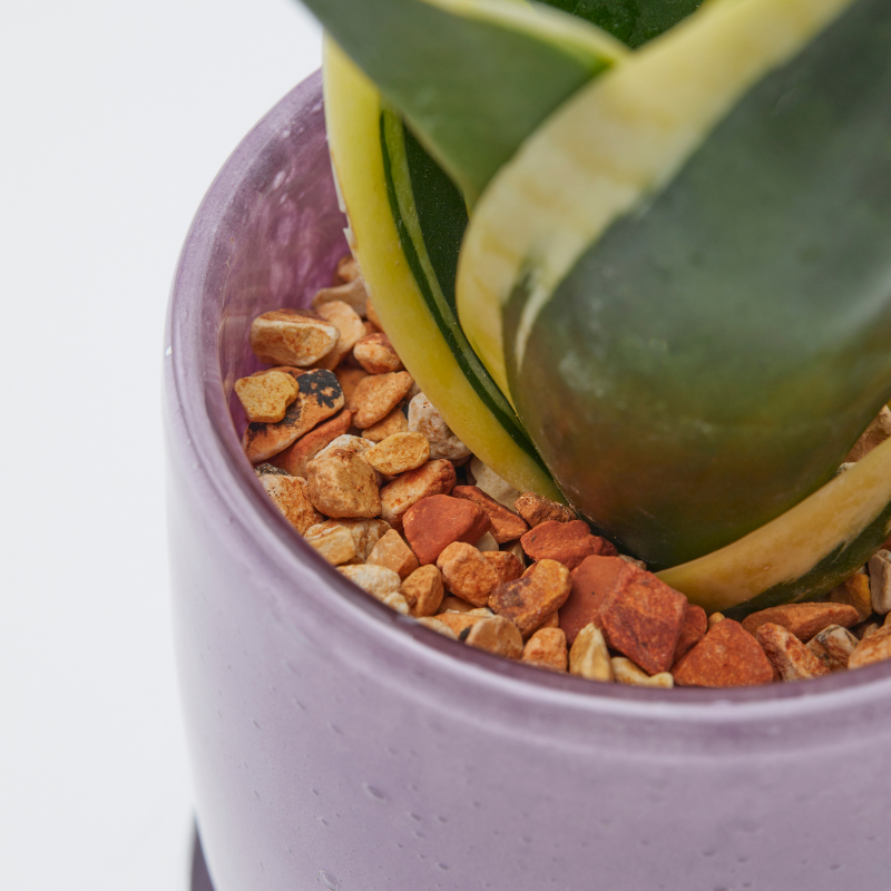 well plants ゼオライト サンスベリア ガラスアールパープル(穴あき鉢／受皿付き)