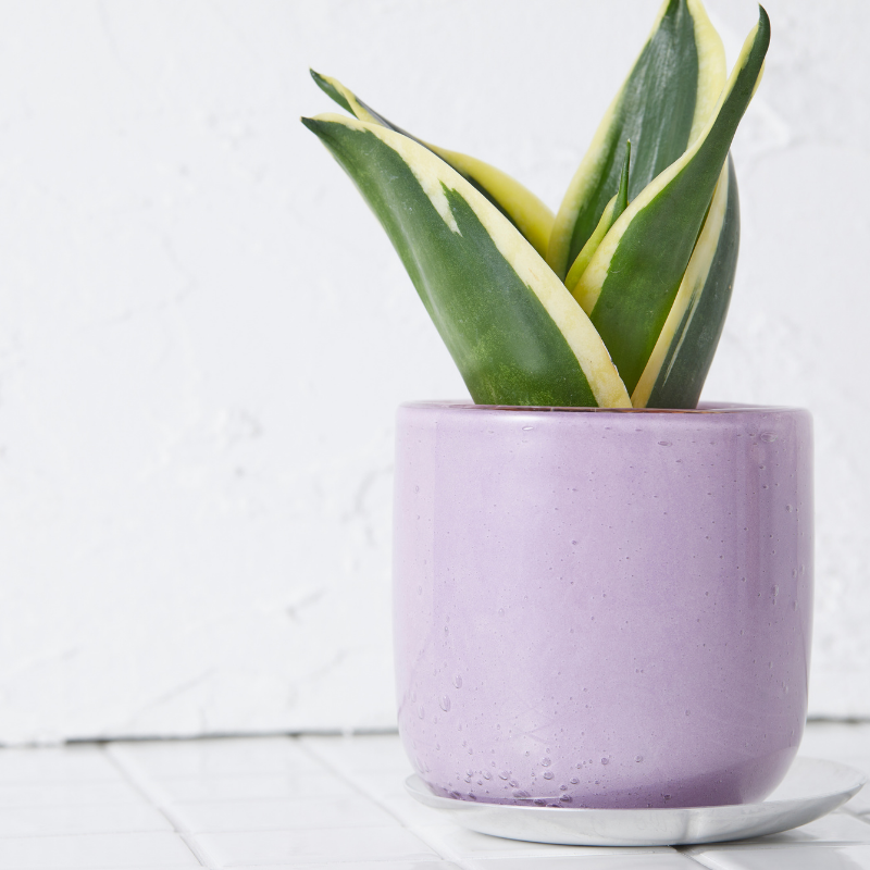 well plants ゼオライト サンスベリア ガラスアールパープル(穴あき鉢／受皿付き)