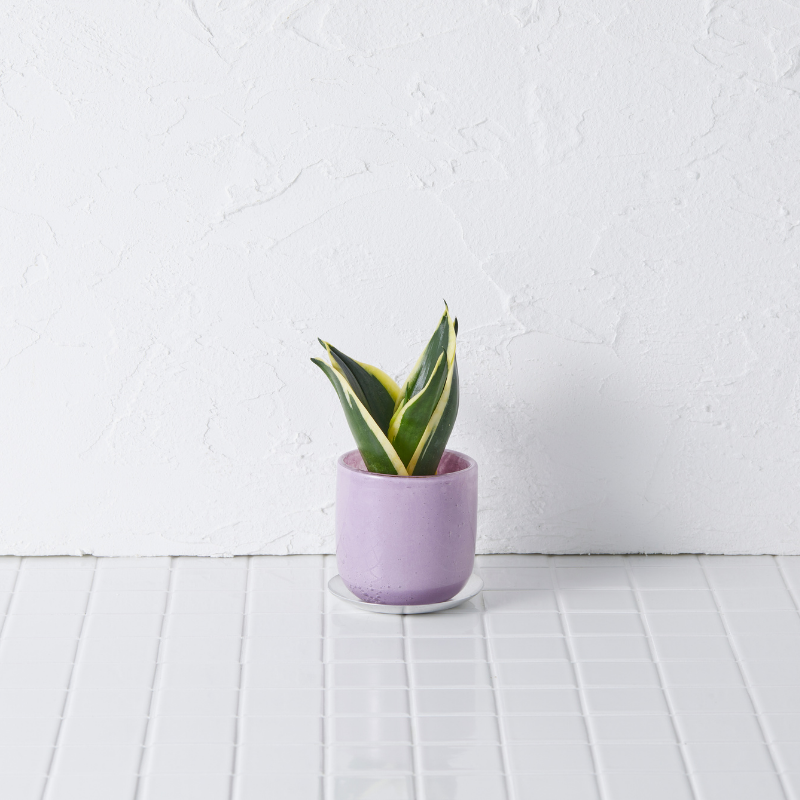 well plants ゼオライト サンスベリア ガラスアールパープル(穴あき鉢／受皿付き)