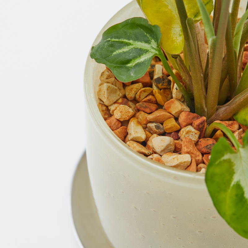 well plants ゼオライト シンゴニウム ガラスアールイエロー(穴あき鉢／受皿付き)