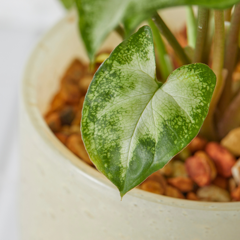 well plants ゼオライト シンゴニウム ガラスアールイエロー(穴あき鉢／受皿付き)