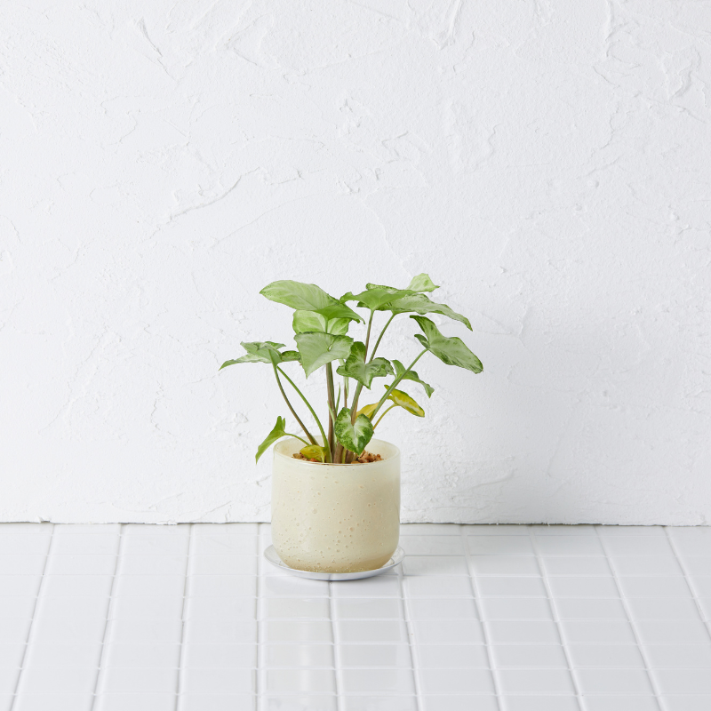 well plants ゼオライト シンゴニウム ガラスアールイエロー(穴あき鉢／受皿付き)