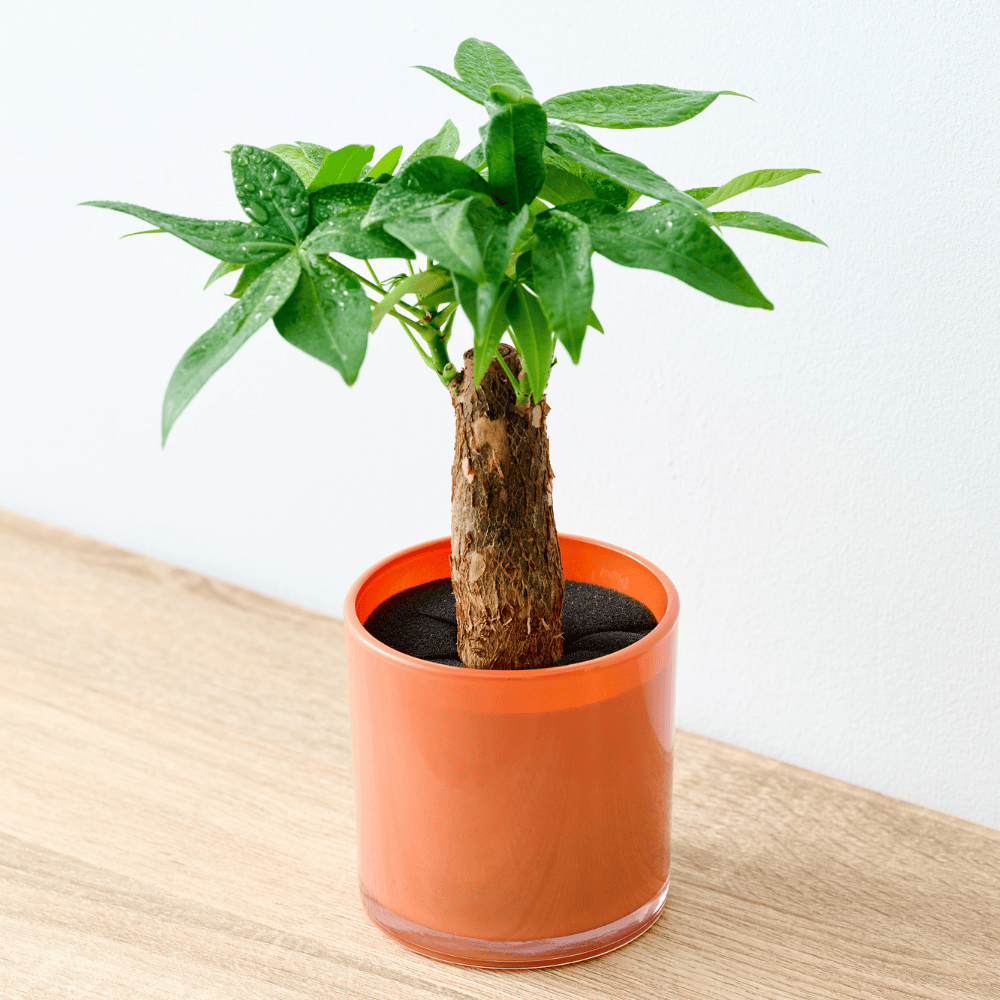 well plants パキラ アプリコットカップ