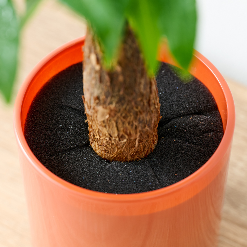 well plants パキラ アプリコットカップ