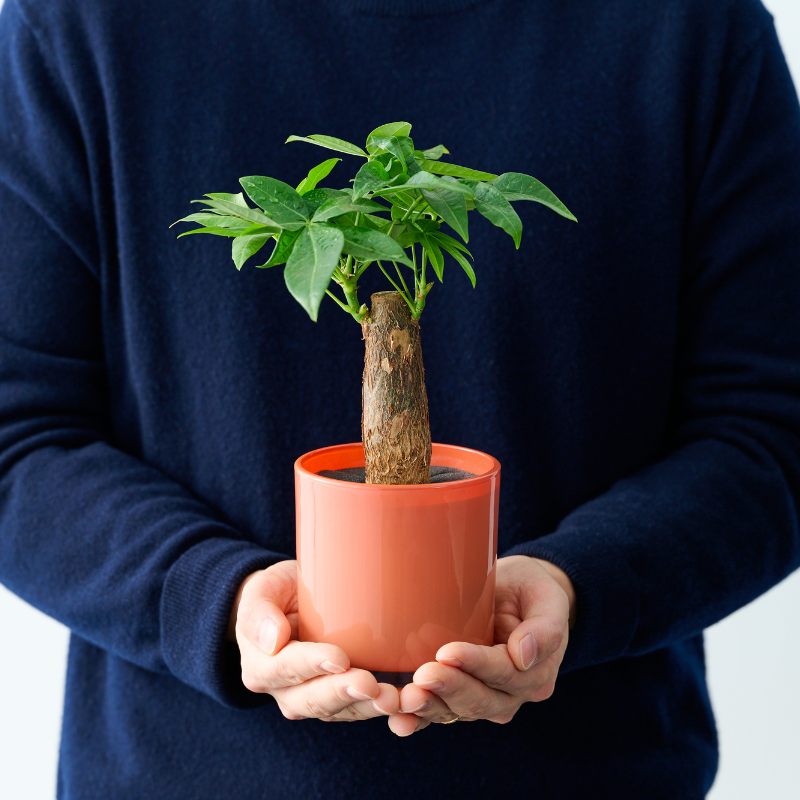 well plants パキラ アプリコットカップ