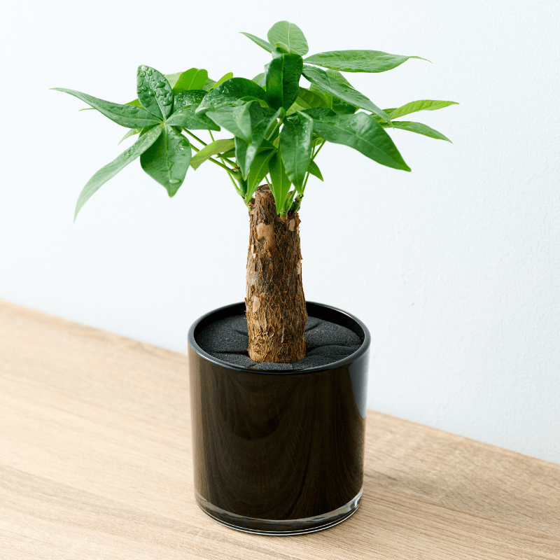 well plants パキラ ノワールカップ