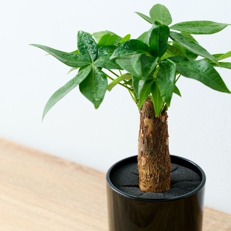 well plants パキラ ノワールカップ