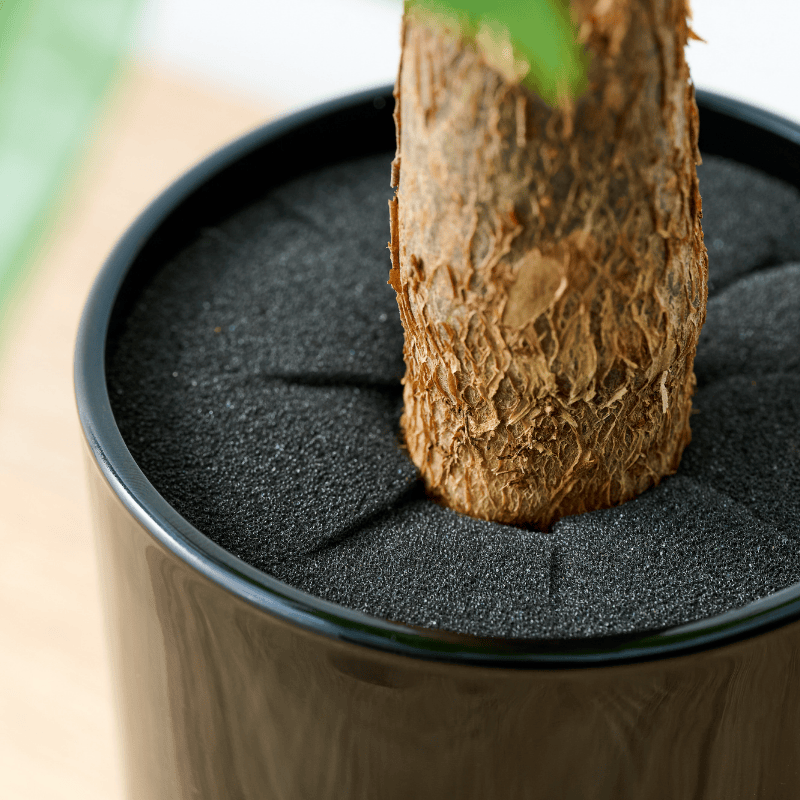 well plants パキラ ノワールカップ