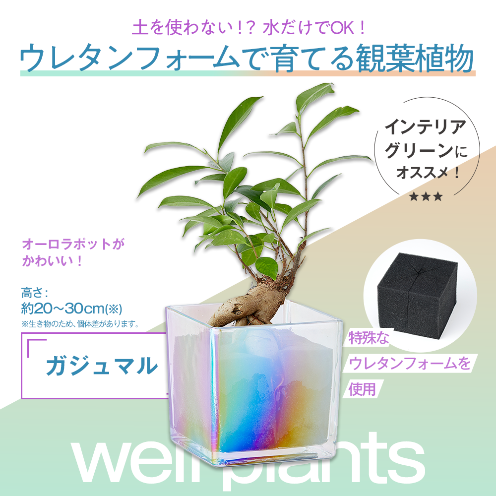 well plants ガジュマル キューブオーロラグラス