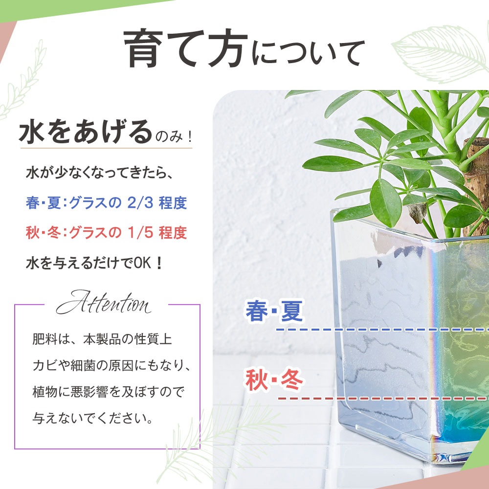 well plants ガジュマル キューブオーロラグラス