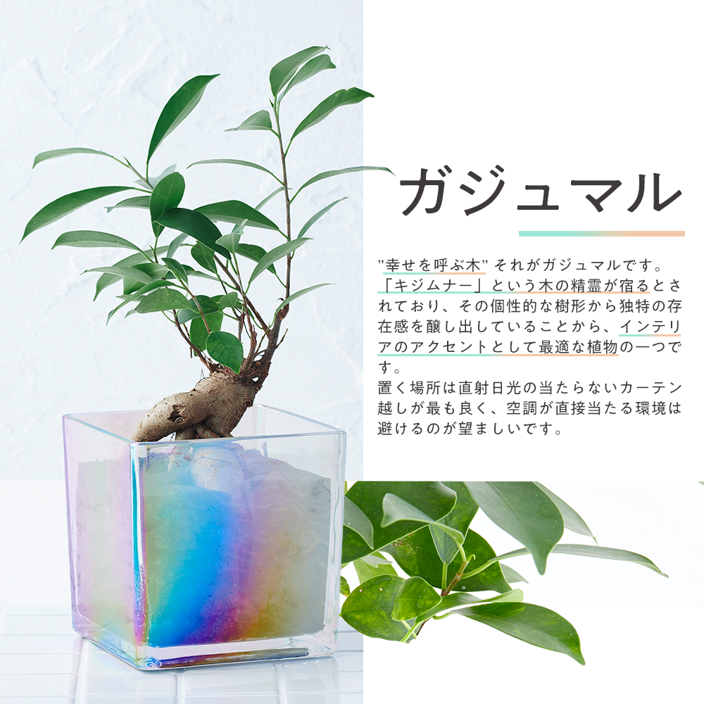 well plants ガジュマル キューブオーロラグラス