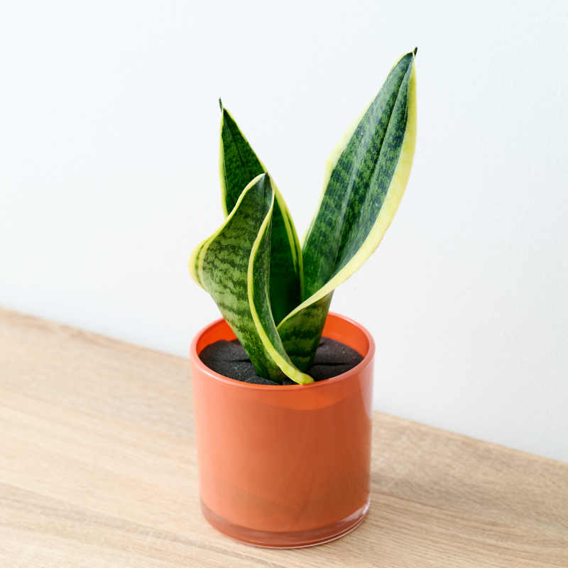 well plants サンセベリア アプリコットカップ