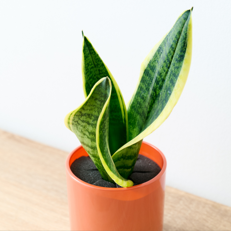 well plants サンセベリア アプリコットカップ