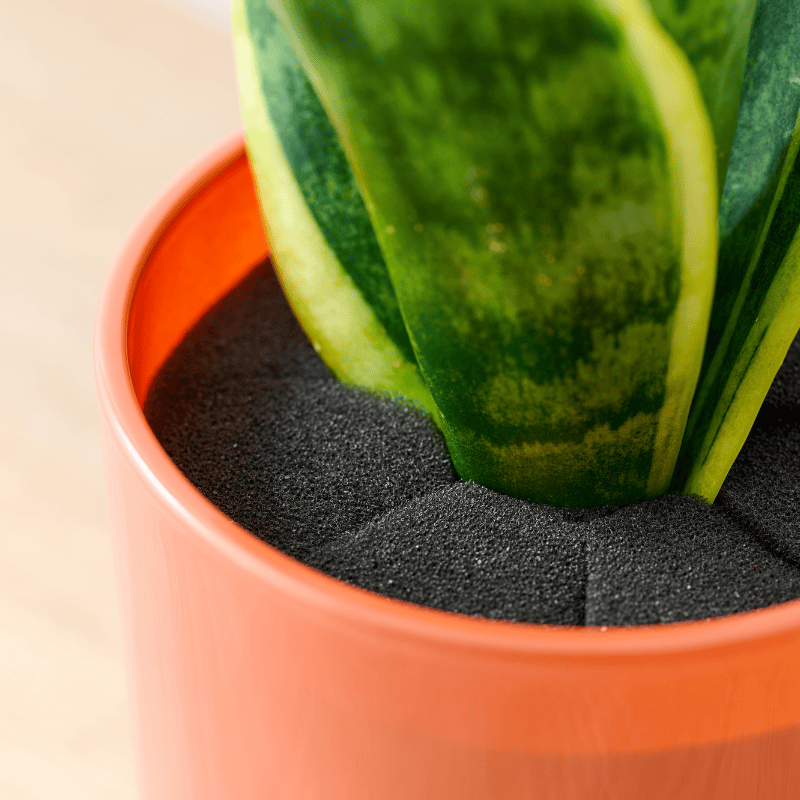 well plants サンセベリア アプリコットカップ