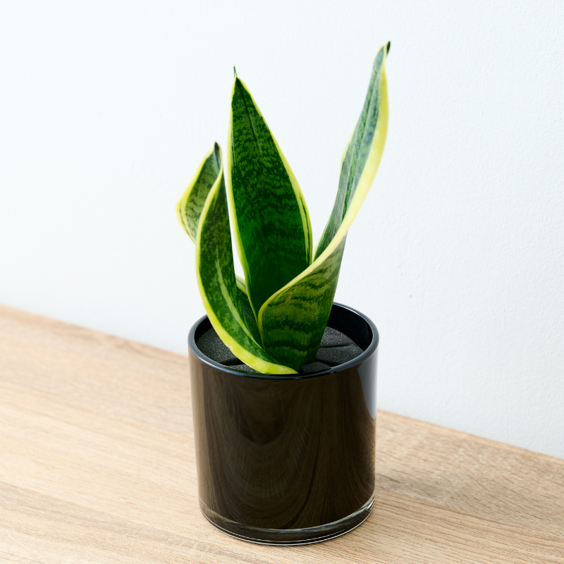 well plants サンセベリア ノワールカップ