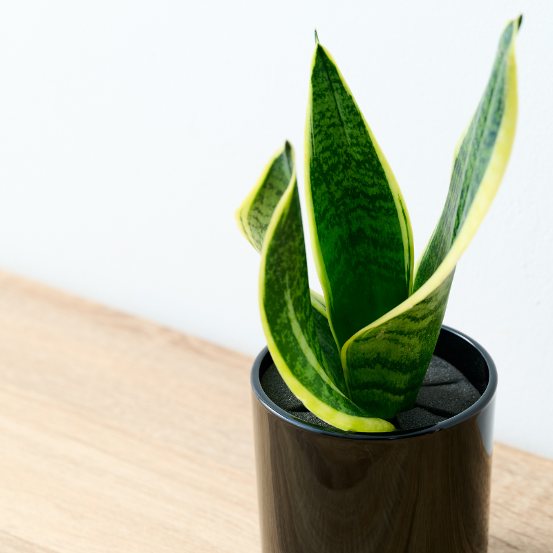 well plants サンセベリア ノワールカップ