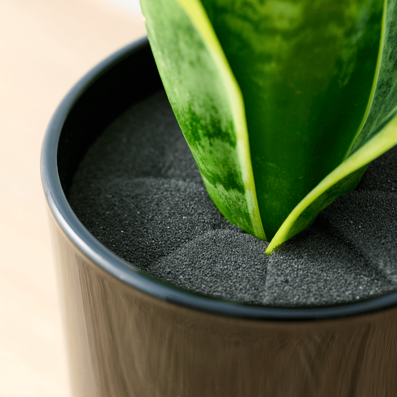 well plants サンセベリア ノワールカップ