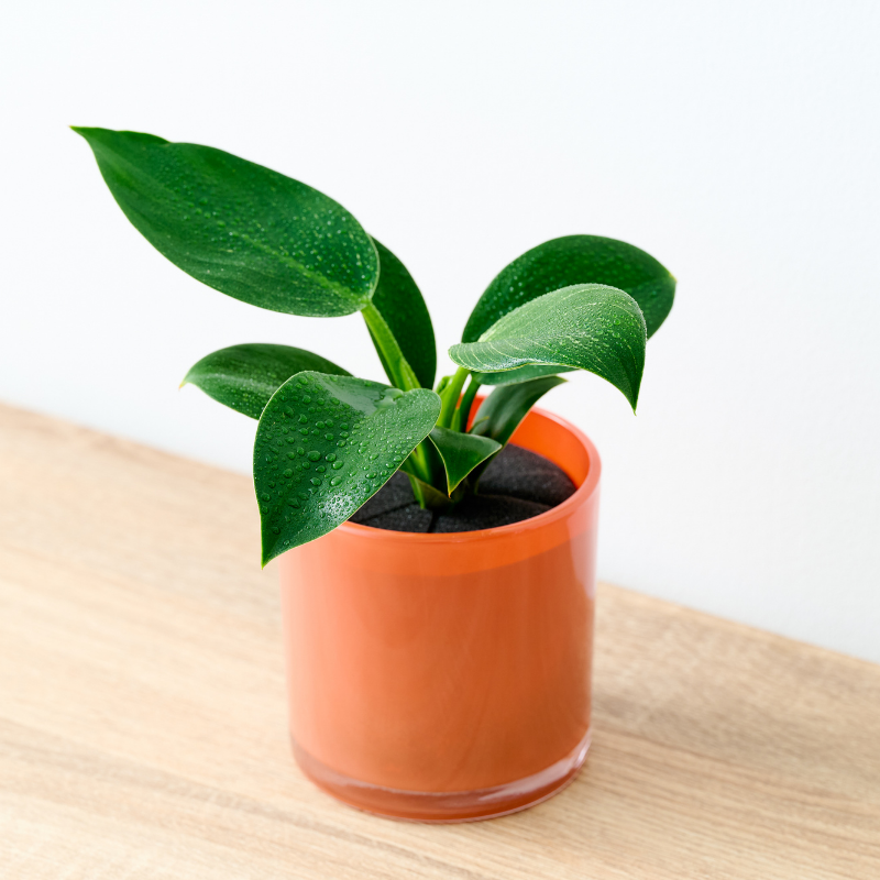 well plants フィロデンドロン アプリコットカップ