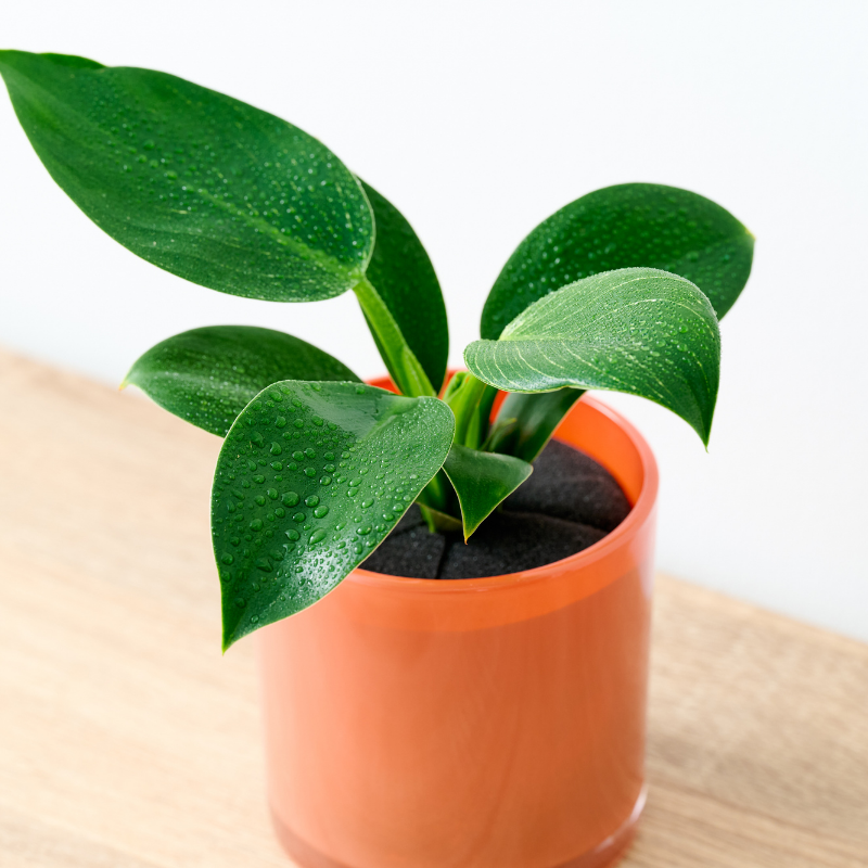 well plants フィロデンドロン アプリコットカップ