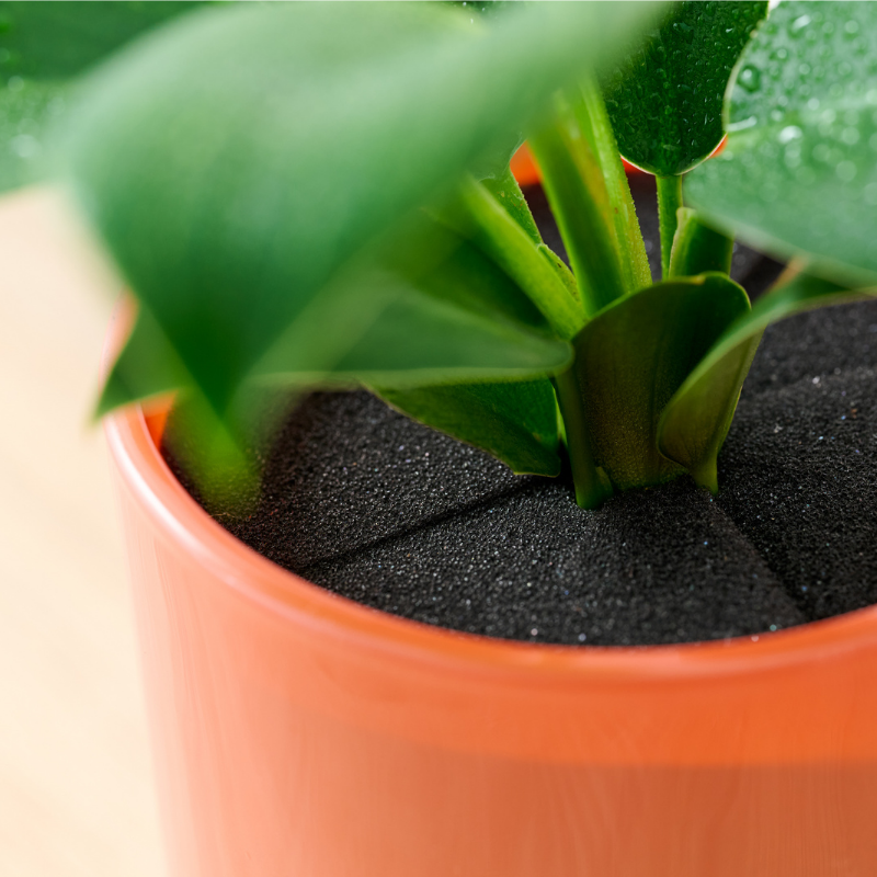 well plants フィロデンドロン アプリコットカップ