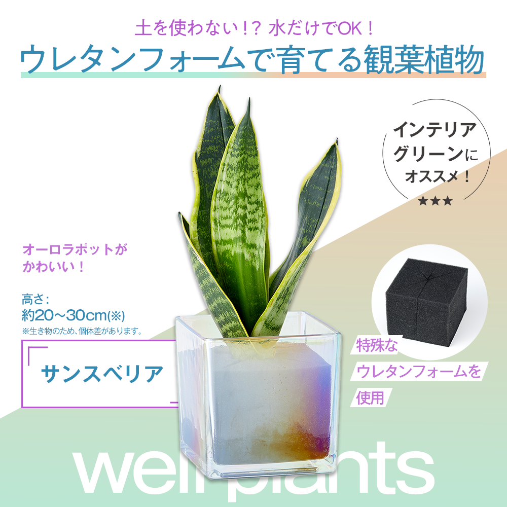 well plants サンスベリア キューブオーロラグラス