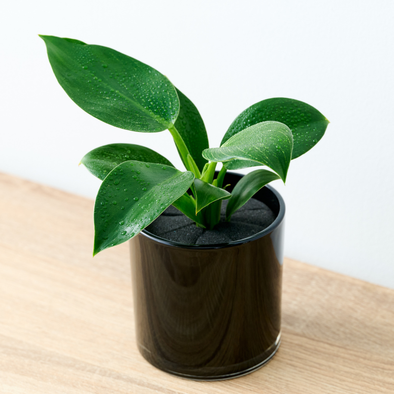 well plants フィロデンドロン ノワールカップ