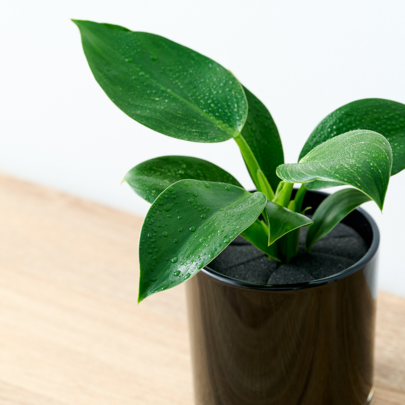 well plants フィロデンドロン ノワールカップ