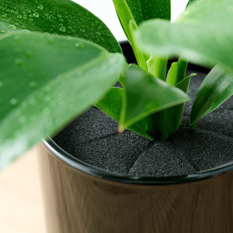well plants フィロデンドロン ノワールカップ