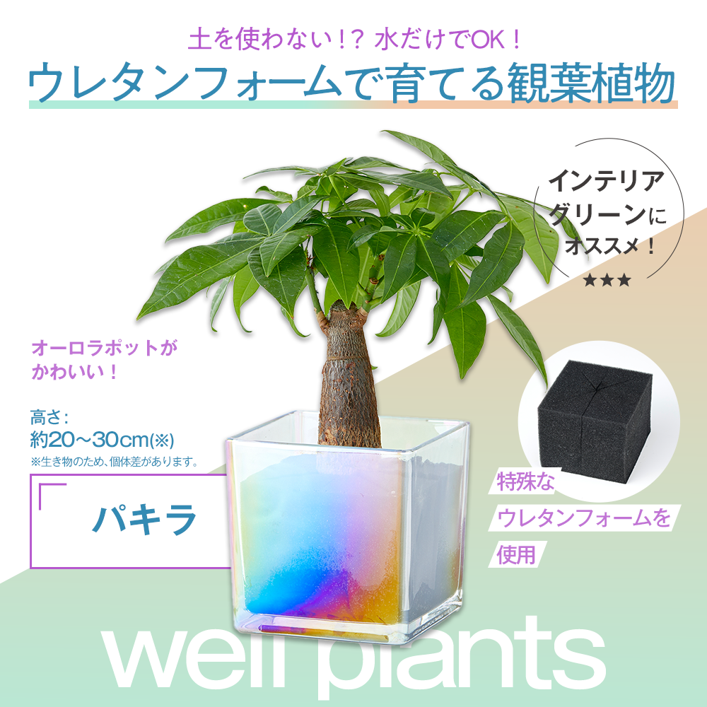 well plants パキラ キューブオーロラグラス