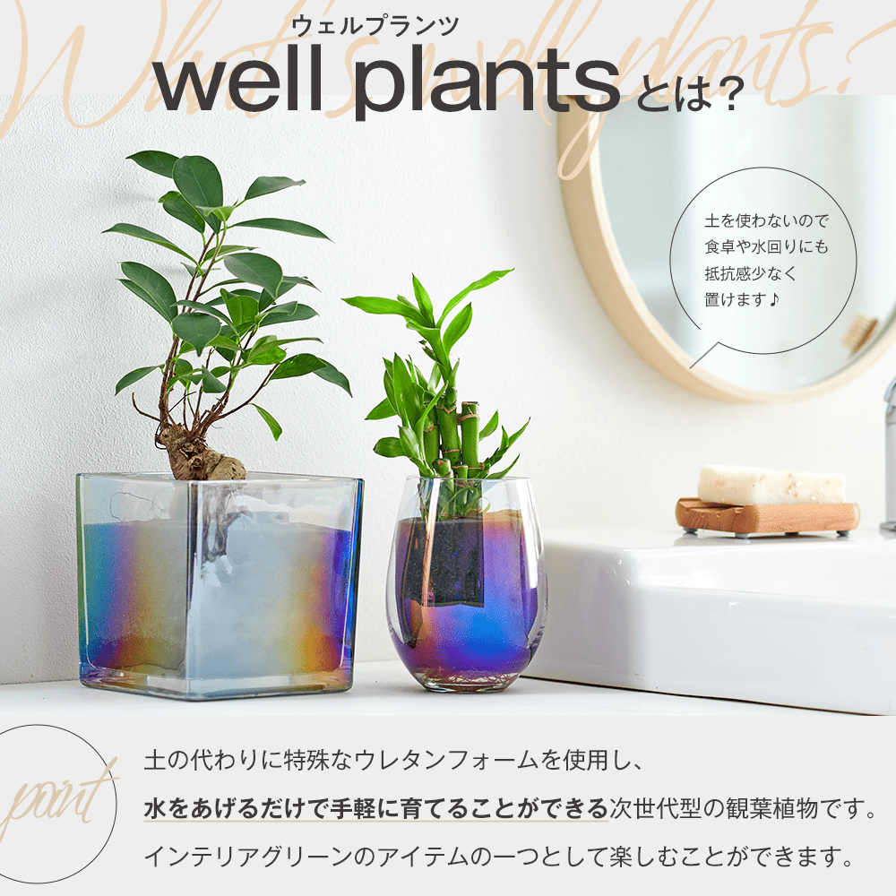 well plants パキラ キューブオーロラグラス