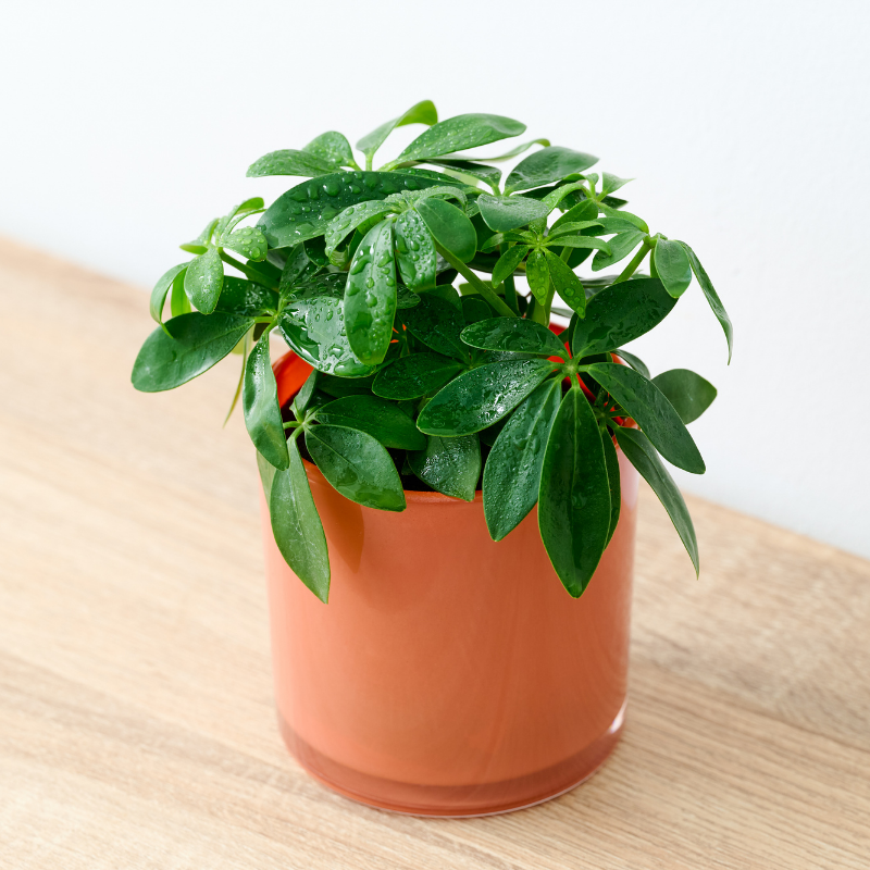 well plants フィロデンドロン ノワールカップ