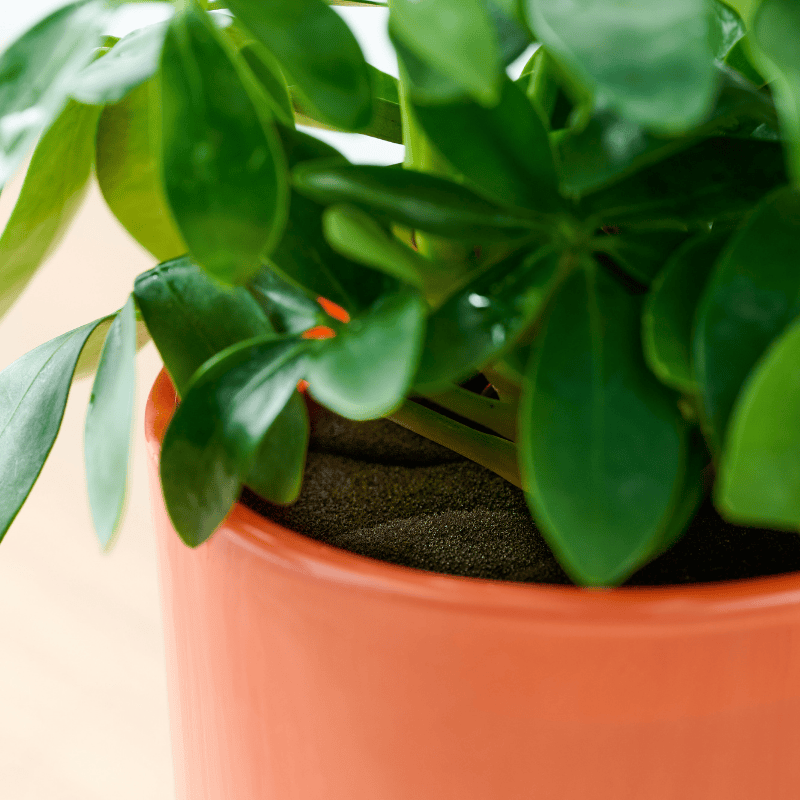 well plants フィロデンドロン ノワールカップ