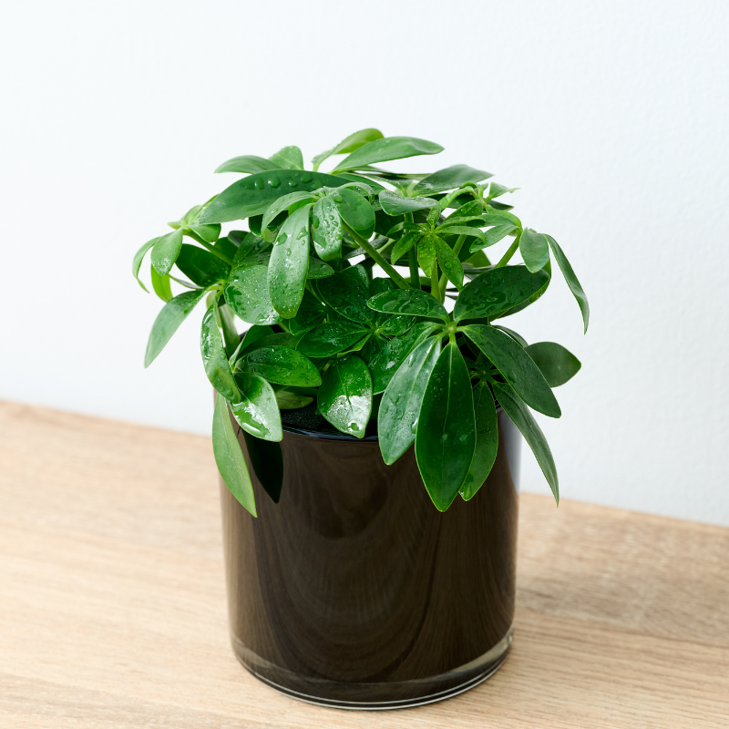 well plants シェフレラ ノワールカップ