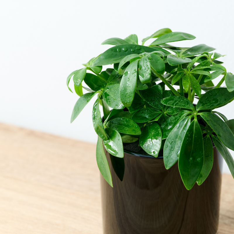 well plants シェフレラ ノワールカップ