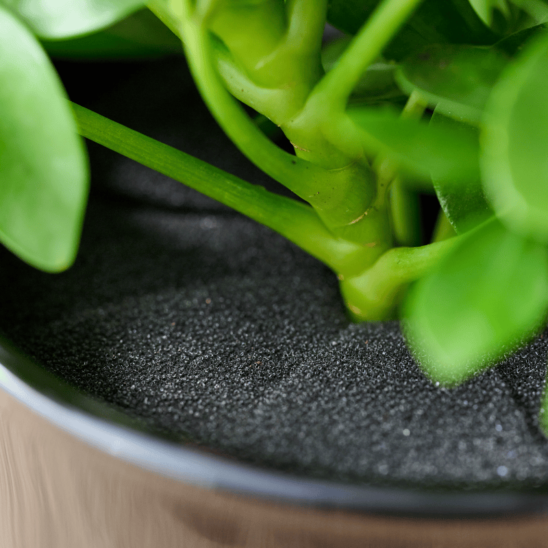 well plants シェフレラ ノワールカップ