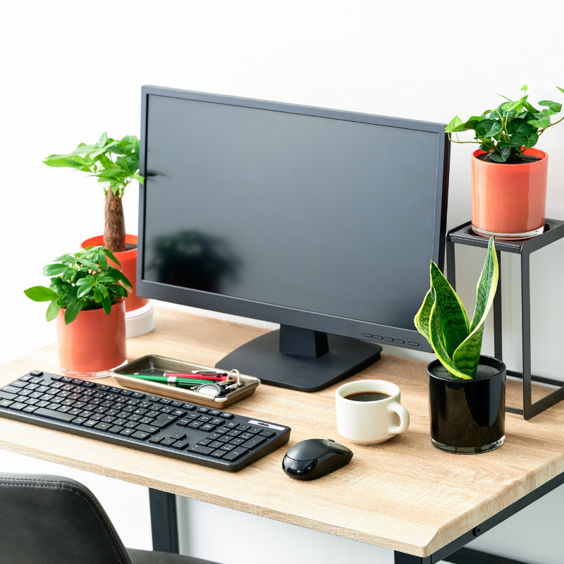 well plants シェフレラ ノワールカップ