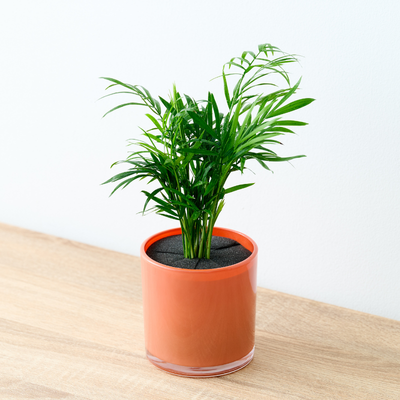 well plants フィロデンドロン ノワールカップ