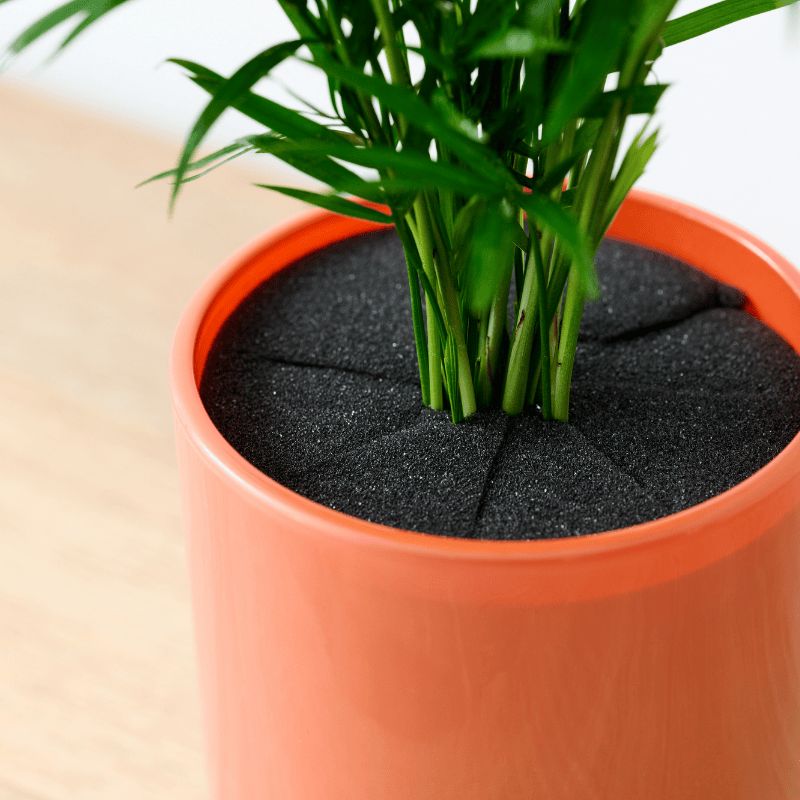 well plants フィロデンドロン ノワールカップ