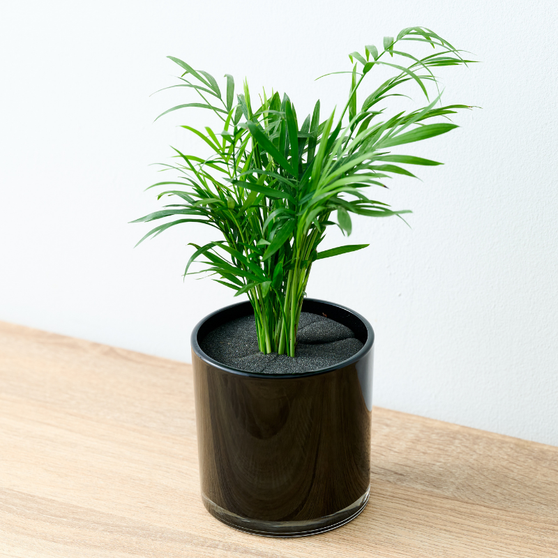 well plants フィロデンドロン ノワールカップ