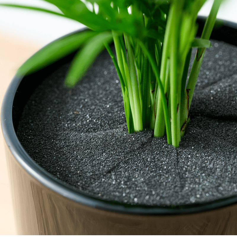 well plants フィロデンドロン ノワールカップ