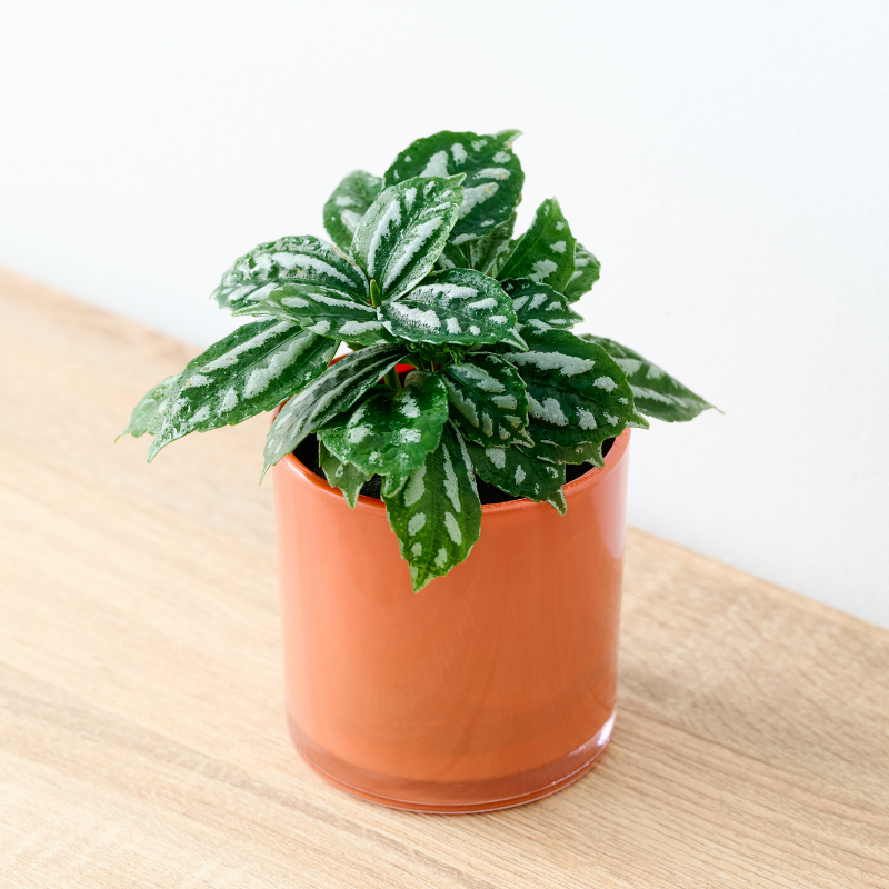 well plants ピレア アプリコットカップ