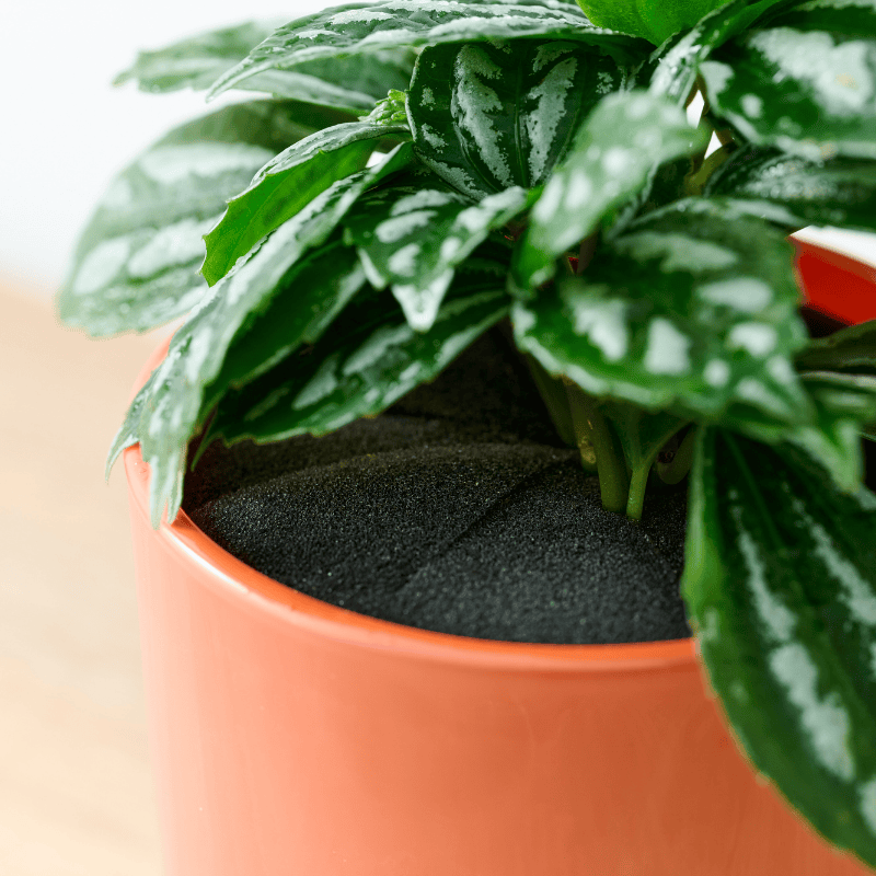 well plants ピレア アプリコットカップ