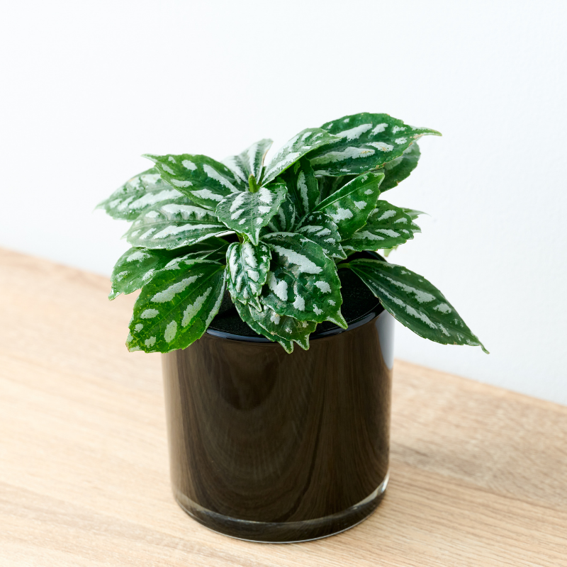 well plants フィロデンドロン ノワールカップ